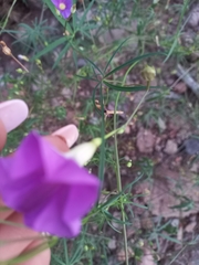 Ipomoea ternifolia leptotoma