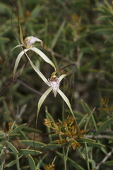 Caladenia validinervia