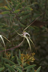 Caladenia validinervia