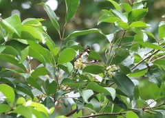 Moduza procris milonia