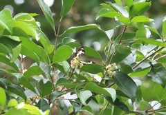 Moduza procris milonia