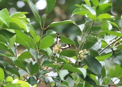Moduza procris milonia