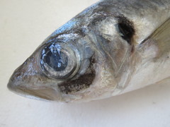 Decapterus maruadsi