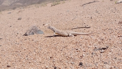 Liolaemus nigromaculatus