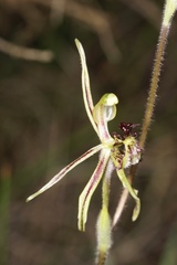 Caladenia barbarossa