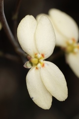 Stylidium spathulatum