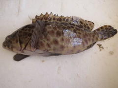 Epinephelus quoyanus