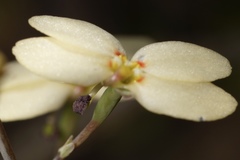 Stylidium spathulatum