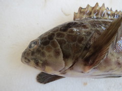 Epinephelus quoyanus