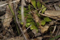 Stylidium spathulatum