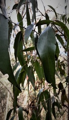 Eucalyptus blaxlandii