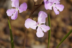 Stylidium affine