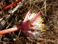 Haemanthus pumilio