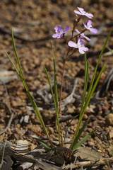 Stylidium affine