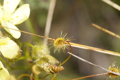 Drosera intricata