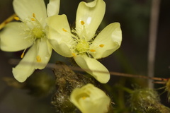 Drosera intricata