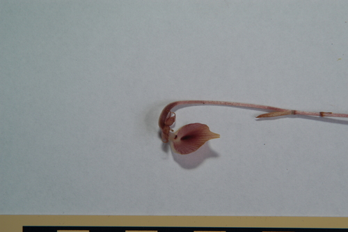Corsia observed 2010-01-17