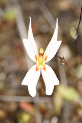Stylidium emarginatum
