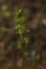 Prasophyllum gracile
