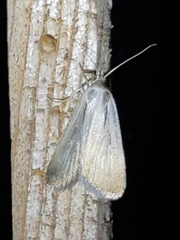 Tathorhynchus exsiccata