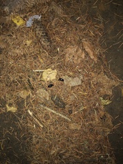 Pleocoma dubitabilis