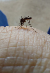 Aedes camptorhynchus