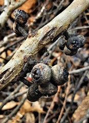Eucalyptus blaxlandii