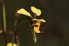 Diuris decrementa