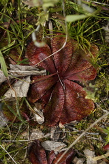 Drosera rosulata