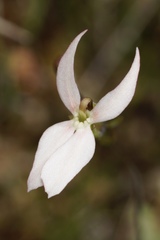 Stylidium petiolare