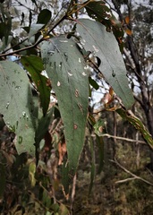 Eucalyptus blaxlandii