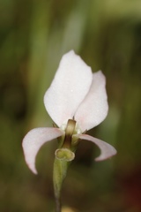 Stylidium petiolare