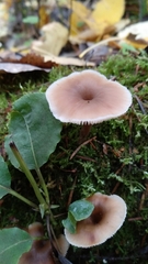 Lentinellus micheneri