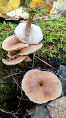 Lentinellus micheneri