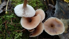 Lentinellus micheneri