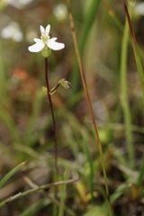 Stylidium perpusillum