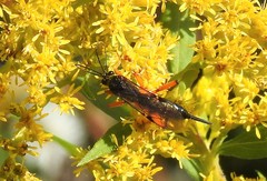 Pimpla pedalis