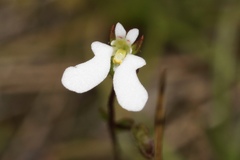 Stylidium perpusillum