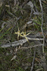 Caladenia straminichila