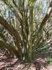 Pouteria salicifolia