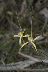 Caladenia straminichila