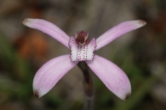 Caladenia hirta rosea