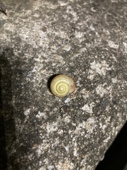 Chosenelix problematica