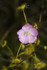 Drosera stricticaulis