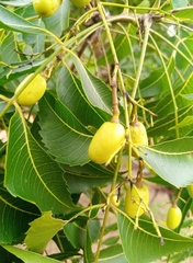 Azadirachta indica image