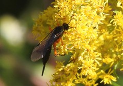 Pimpla pedalis