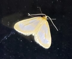 Eubaphe helveta