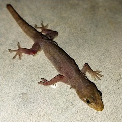 Gehyra mutilata