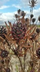 Leucadendron lanigerum lanigerum
