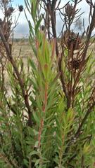 Leucadendron lanigerum lanigerum